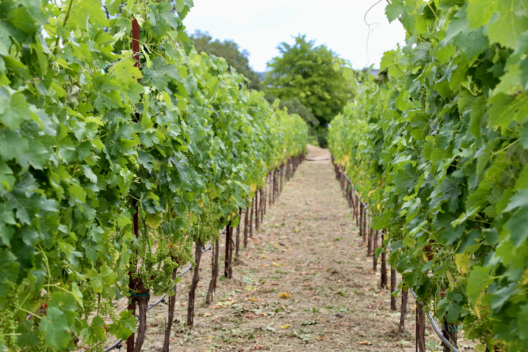 Rows in the Hearth estate vineyard
