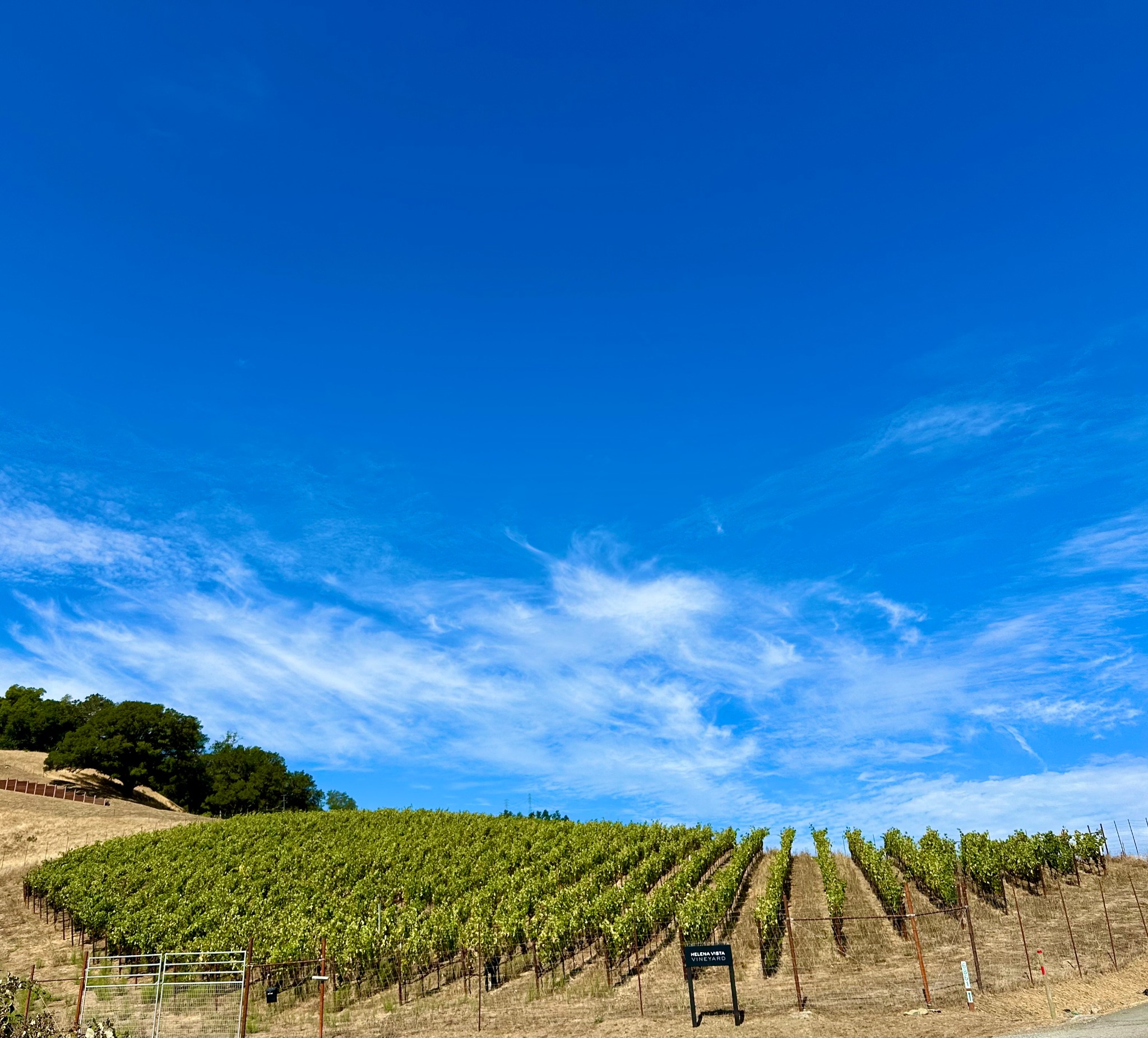 Helena Vista Vineyard on a hillside under a blue sky