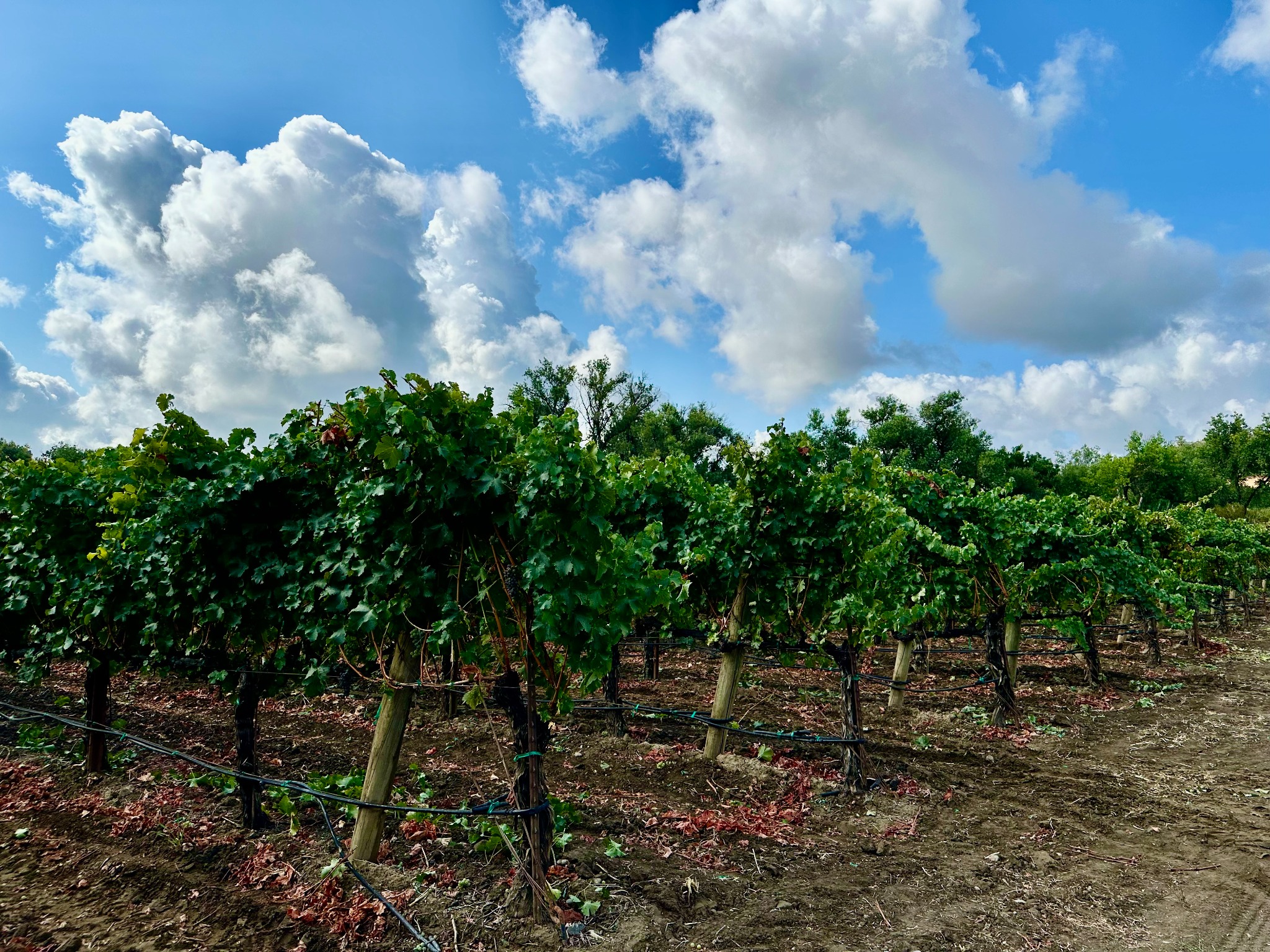 Vines at Reynoso Ranch