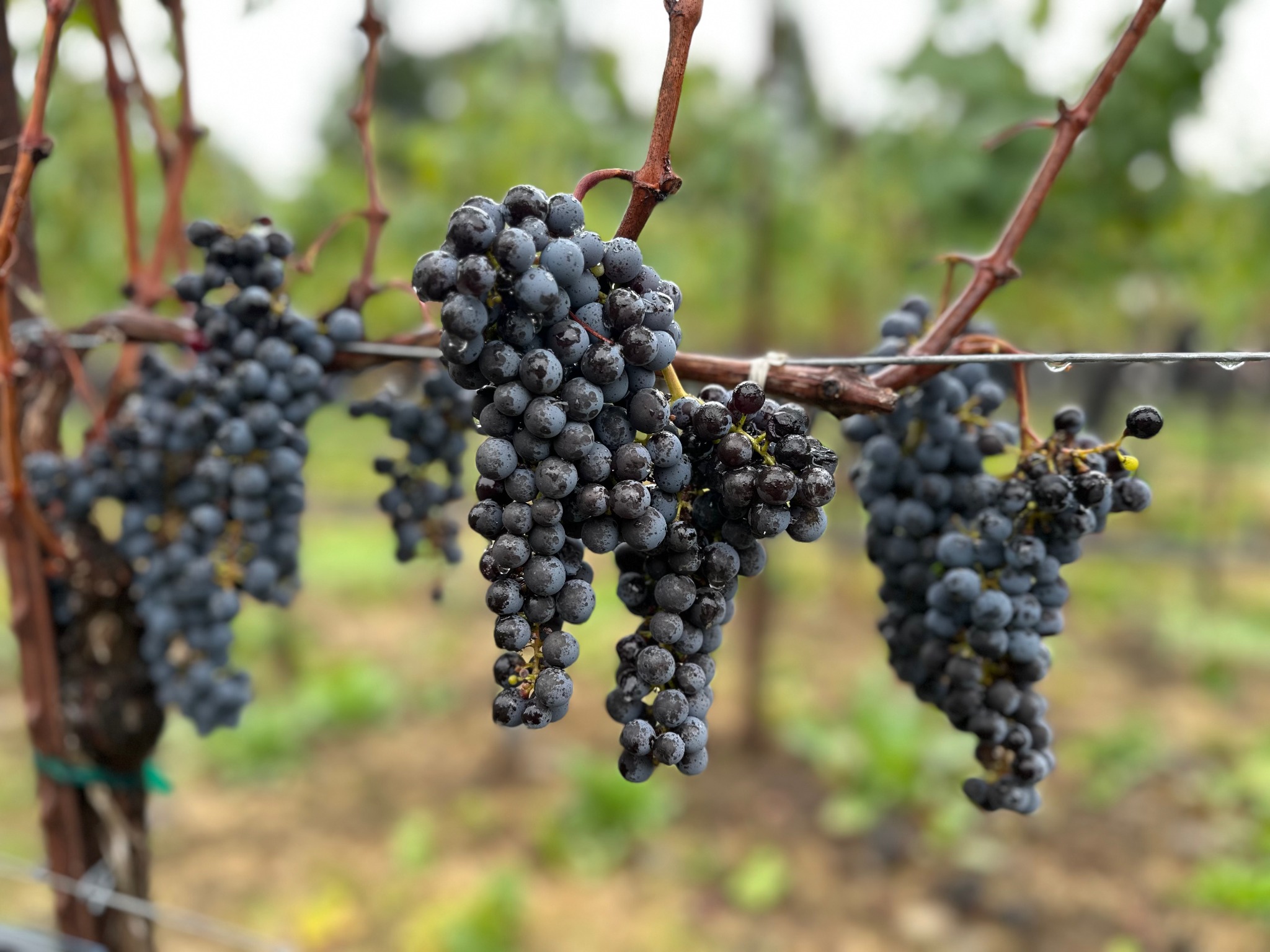 Cabernet grapes ripening in the vineyard